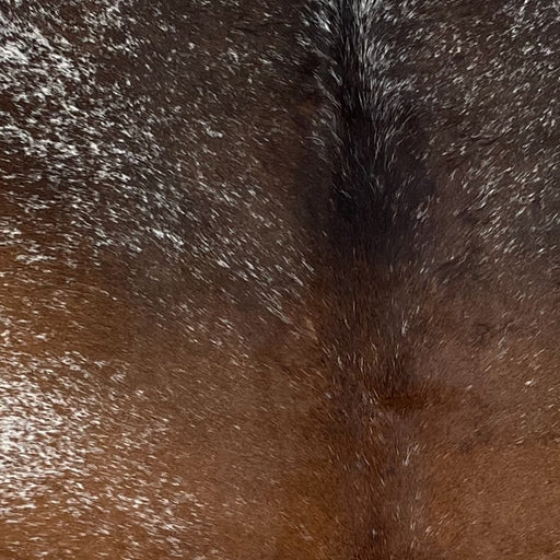 Closeup of this Large Tricolor Speckled Brazilian Cowhide, showing reddish brown and dark brown with white speckles down the middle, (BRSP2939)