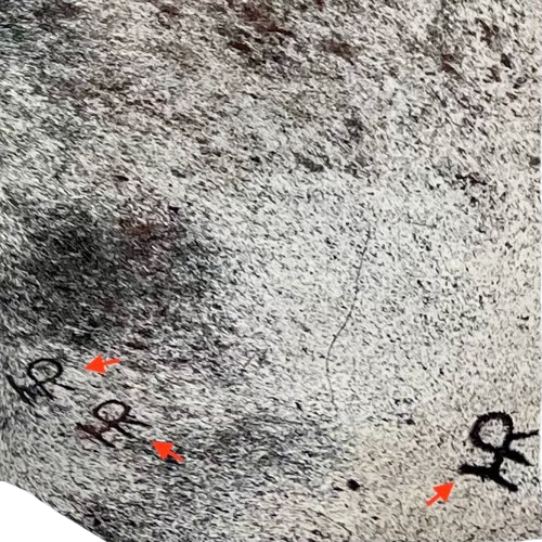 closeup of this Tricolor Speckled Brazilian Cowhide, showing three brand marks on the right side of the butt (BRSP2963)