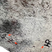 closeup of this Tricolor Speckled Brazilian Cowhide, showing three brand marks on the right side of the butt (BRSP2963)