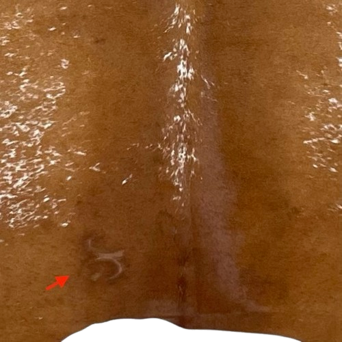 Closeup of this Speckled Brazilian Cowhide, showing one brand mark on the left side of the butt  (BRSP3013)