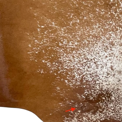 Closeup of this Two Tone Brown and White Speckled Brazilian Cowhide, showing one brand mark near the right hind shank  (BRSP3013)