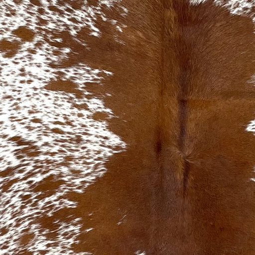 Closeup of this Speckled Brazilian Cowhide, showing white with reddish brown speckles and spots, and mostly solid reddish brown down the middle of the back (BRSP3019)