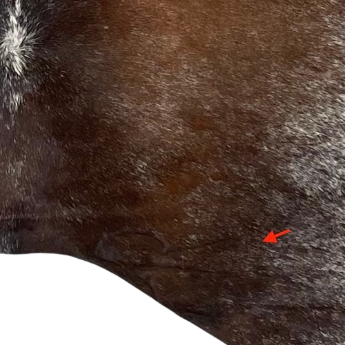 Closeup of this Tricolor Speckled Brazilian Cowhide, showing one brand mark on the right side of the butt (BRSP3020)