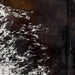 Closeup of this Tricolor Speckled Brazilian Cowhide, showing white with dark brown and blackish brown spots and speckles, and a mix of black and blackish brown down the middle of the back (BRSP3022)