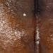 Closeup Speckled Brazilian Cowhide, showing reddish brown and chocolate with white speckles and spots (BRSP3026)