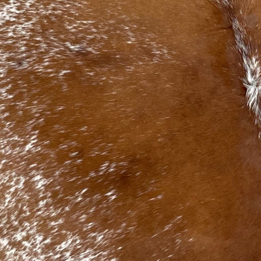 Closeup of this Speckled Brazilian Cowhide, showing brown, with white speckles, down the middle, and white, with brown speckles, on the belly (BRSP3031)