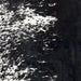 Closeup of this Large Speckled Brazilian Cowhide, showing white with black down the middle of the back, and black speckles and spots on the belly (BRSP3038)