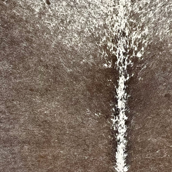 Closeup of this Large Speckled Brazilian Cowhide, showing chocolate, with fine, white speckles and spots, covering most of the hide, and white, with chocolate speckles, on the shoulder and down the spine (BRSP3065)