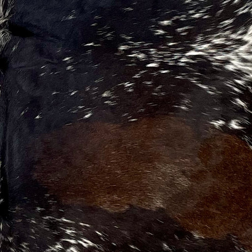 Closeup of this Speckled Brazilian Cowhide, showing white with blackish brown speckles and spots, and a large, reddish brown spot on the right side of the back (BRSP3069)