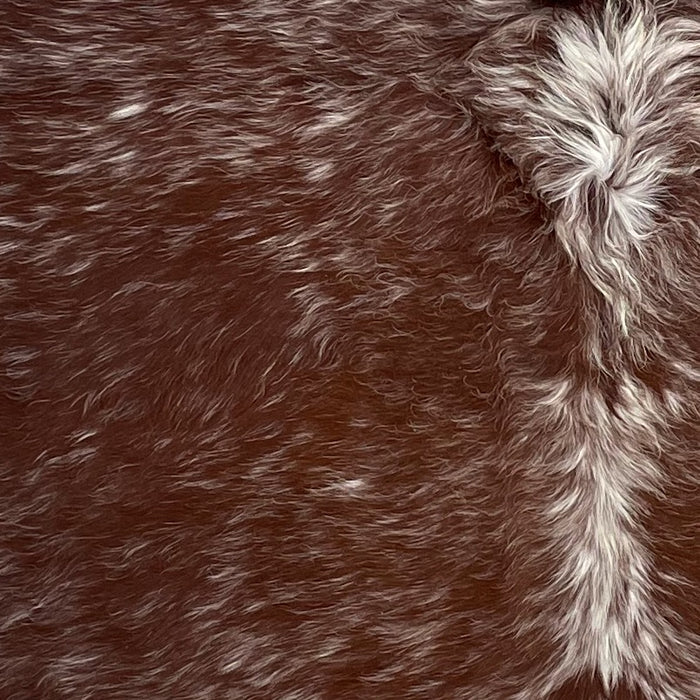 Closeup of this Speckled Brazilian Cowhide, showing long hair that is dark reddish brown with white speckles and spots (BRSP3071)