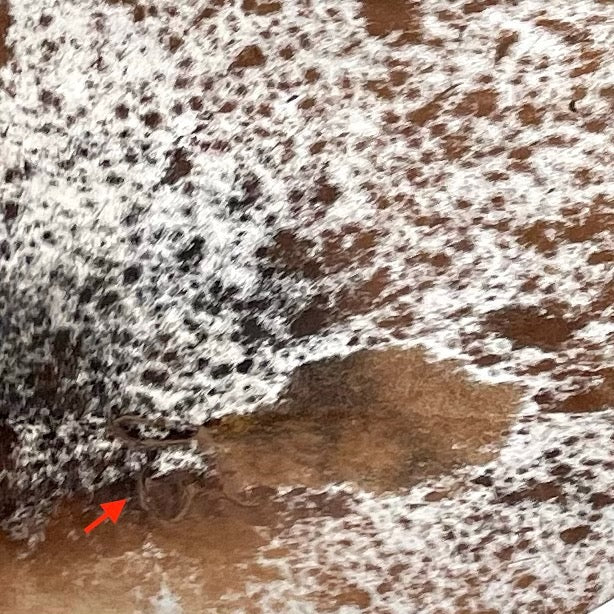 Closeup of this brown and white Speckled Brazilian Cowhide, showing one brand mark on the left side of the butt  (BRSP3073)