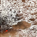 Closeup of this brown and white Speckled Brazilian Cowhide, showing one brand mark on the left side of the butt  (BRSP3073)