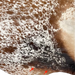 Closeup of this brown and white Speckled Brazilian Cowhide, showing two brand marks on the right side of the butt  (BRSP3073)