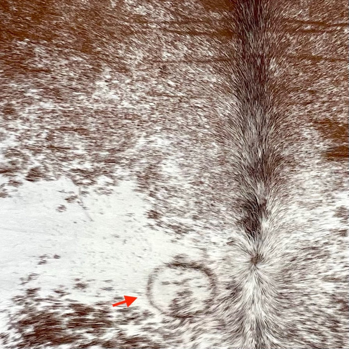 Closeup of this Speckled Brazilian Cowhide, showing white with reddish brown speckles and spots, and one brand mark on the left side of the back (BRSP3139)