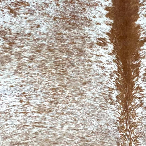 Closeup of this Speckled Brazilian Cowhide, showing white with reddish brown speckles and spots  (BRSP3140)