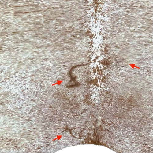 Closeup of this White and Reddish Brown Speckled Brazilian Cowhide, showing two brand marks on the left side and one on the right side (BRSP3140)