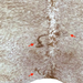 Closeup of this White and Reddish Brown Speckled Brazilian Cowhide, showing two brand marks on the left side and one on the right side (BRSP3140)