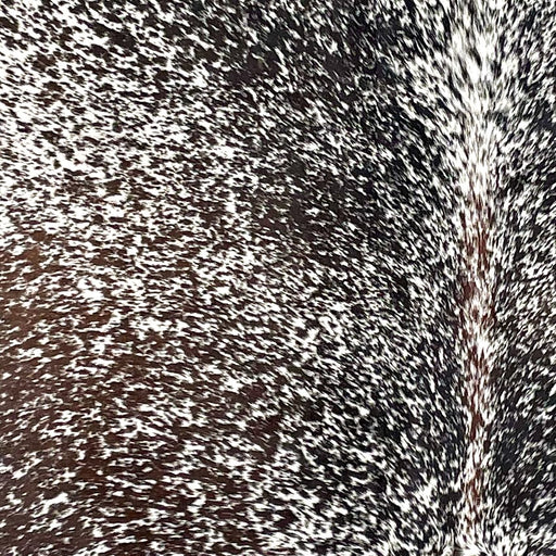 Closeup of this Dark Tricolor Speckled Brazilian Cowhide, showing white with black and dark brown speckles and spots (BRSP3141)