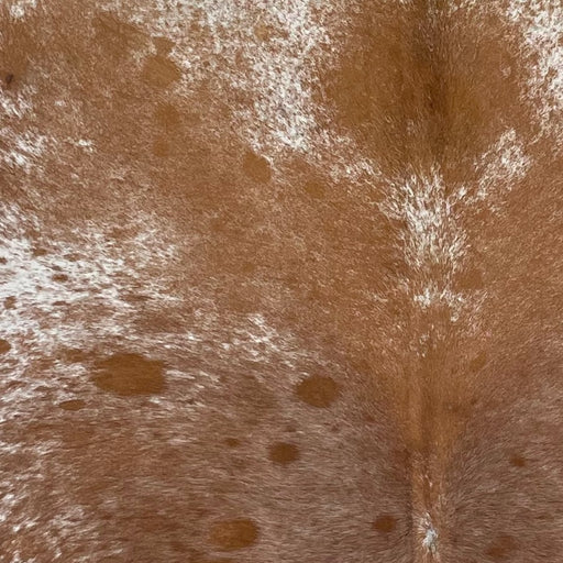 Closeup of this Large Speckled Brazilian Cowhide, showing reddish brown with fine, white speckles on the back, and white with reddish brown speckles and spots on the sides and shoulder (BRSP3144)