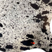 Closeup of this Large Black and White Speckled Brazilian Cowhide, showing one brand mark on the right hind shank (BRSP3163)