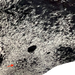 Closeup of this black and white Speckled Brazilian Cowhide, showing one brand mark on the left side of the butt  (BRSP3164)