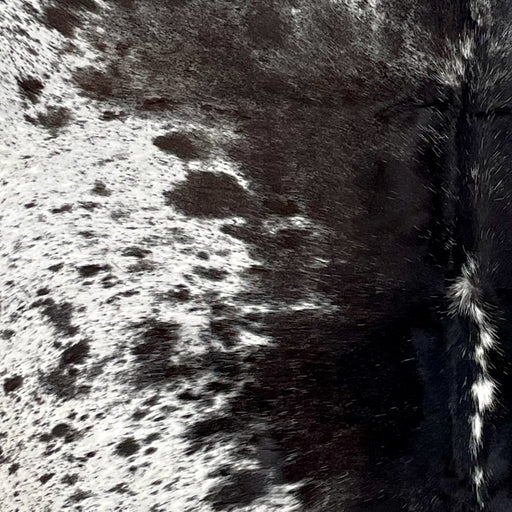 Closeup of this Dark Tricolor Speckled Brazilian Cowhide, showing white with black and blackish brown speckles and spots, and  a mix of black and blackish brown down both sides of the spine (BRSP3173)
