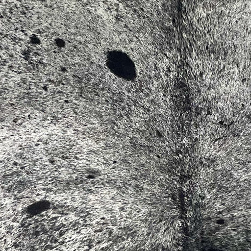 Closeup of this Large Speckled Brazilian Cowhide, showing white with black speckles and spots (BRSP3174)