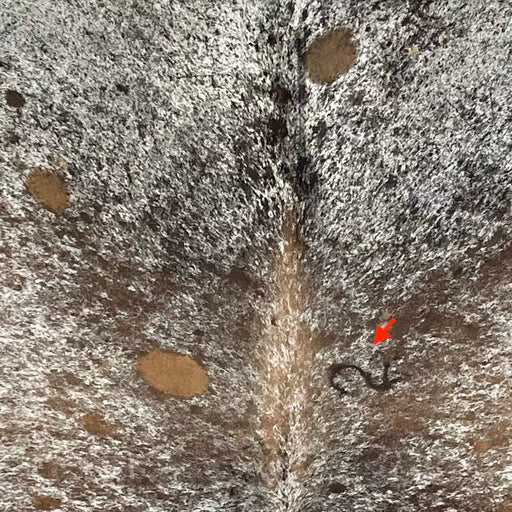 Closeup of this Tricolor Speckled Brazilian Cowhide, showing white with brown and black speckles and spots, and one brand mark on the right side of the back  (BRSP3180)