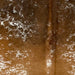 Closeup of this Speckled Brazilian Cowhide, showing white with reddish brown and dark brown speckles and spots (BRSP3182)
