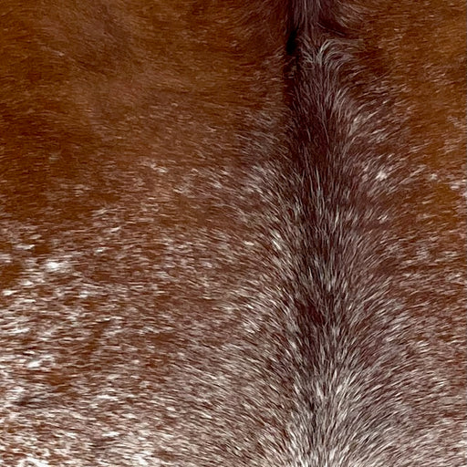 Closeup of this Large Speckled Brazilian Cowhide, showing white with reddish brown speckles and spots, and mostly solid brown on the shoulder (BRSP3183)