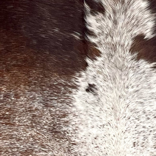 Closeup of this Large Speckled Brazilian Cowhide, showing white with dark brown and reddish brown speckles and spots  (BRSP3189)