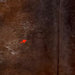 Closeup of this Tricolor Speckled Brazilian Cowhide, showing one inconspicuous brand mark on the left side of the back (BRSP3206)
