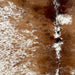Closeup of this Large Speckled Brazilian Cowhide, showing white with brown speckles and spots (BRSP3226)