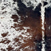 Closeup of this Tricolor Speckled Brazilian Cowhide, showing white with brown and black speckles and spots (BRSP3228)