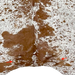 Closeup of this Large Brown and White Speckled Brazilian Cowhide, showing one brand mark on each side of the butt  (BRSP3236)