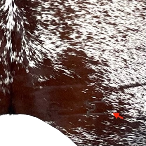 Closeup of this XL Tricolor Speckled Brazilian Cowhide, showing one brand mark on the right side of the butt  (BRSP3239)