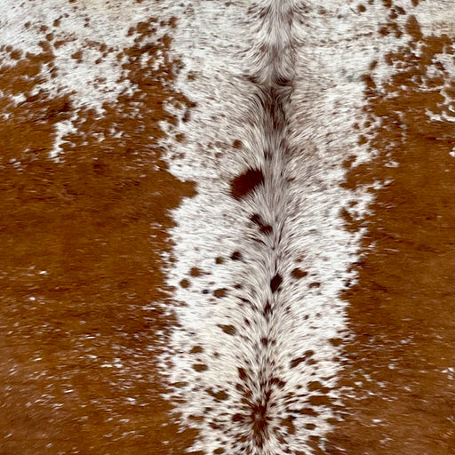 Closeup of this Large Speckled Brazilian Cowhide, showing white with reddish brown speckles down the middle and on the shoulder, and reddish brown, with white speckles down both side of the back  (BRSP3244)