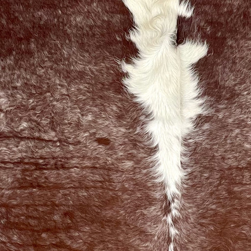 Closeup of this Large Speckled Brazilian Cowhide, showing long hair that is brown with white speckles, and off-white down part of the spine- 7'7" x 6'1" (BRSP3257)