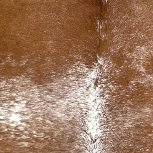 Closeup of this Speckled Brazilian Cowhide, showing brown with white speckles and spots, and white down part of the spine  (BRSP3266)