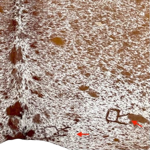 Closeup of this Large Brown and White Speckled Brazilian Cowhide, showing two brand marks on the right side of the butt  (BRSP3273)