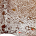 Closeup of this Large Brown and White Speckled Brazilian Cowhide, showing two brand marks on the right side of the butt  (BRSP3273)