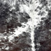 Closeup of this Large Tricolor Speckled Brazilian Cowhide, showing a mix of dark brown and black, with white speckles on the back, and white with dark brown and black speckles and spots on the shoulder (BRSP3285)