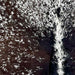 Closeup of this Tricolor Speckled Brazilian Cowhide, showing white with brown and black spots and speckles (BRSP3286)