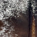Closeup of this Tricolor Speckled Brazilian Cowhide, showing white with dark brown and black speckles and spots  (BRSP3292)