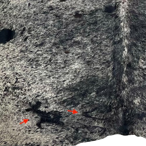 Large Black and Off-White Speckled Closeup of this Brazilian Cowhide, showing two brand mark on the left side of the butt (BRSP3298)