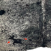 Large Black and Off-White Speckled Closeup of this Brazilian Cowhide, showing two brand mark on the left side of the butt (BRSP3298)