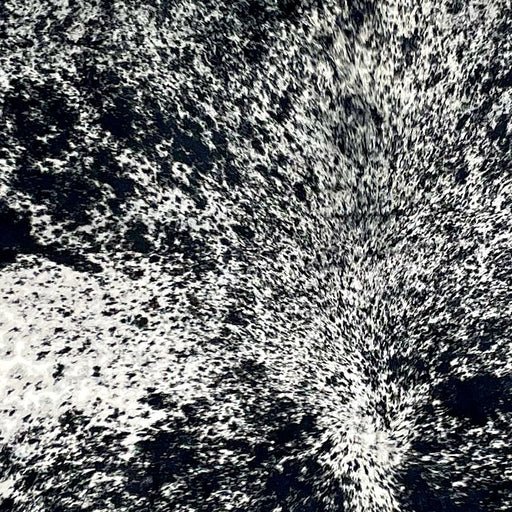 closeup of this Speckled Brazilian Cowhide, showing black with white speckles and spots (BRSP3304)