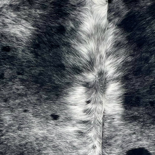 Closeup of this Speckled Brazilian Cowhide, showing black with white speckles and spots, and longer hair down the spine  (BRSP3306)