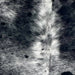 Closeup of this Speckled Brazilian Cowhide, showing black with white speckles and spots, and longer hair down the spine  (BRSP3306)