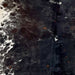 Closeup of this Large Dark Tricolor Speckled Brazilian Cowhide, showing a mix of black and dark brown with white speckles, and a few small, reddish brown spots, and white with black speckles and spots on the belly (BRSP3314)